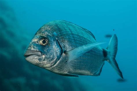 Sea Bream Fish: A Guide to the Versatile and Nutritious .